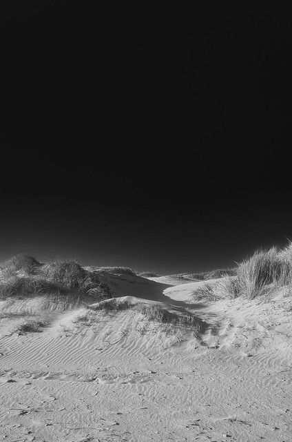 Amongst the Dunes