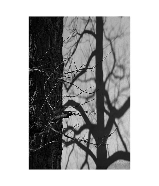 a tree and its shadow