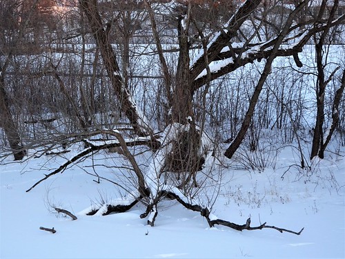 Snow covers fallen branch Kaplan Woods Trail by DHLake, Sunset hike along Kaplan Woods Trail Owatonna MN