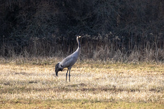 Common crane