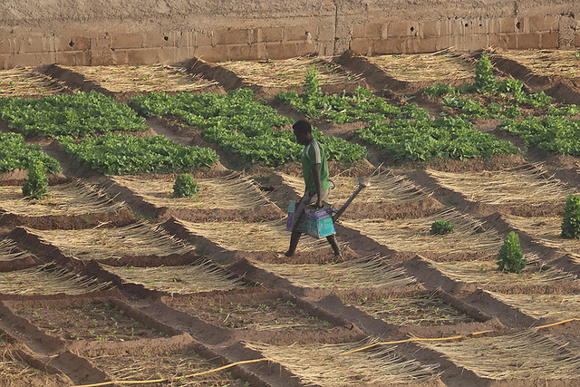 Gardener, N'Djamena, Chad