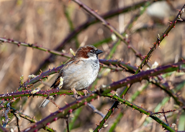 thorny sparrow