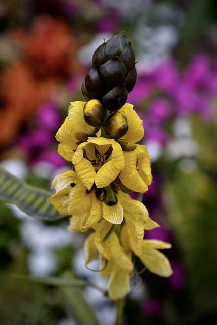 Popcorn Plant - Cantigny Wheaton IL