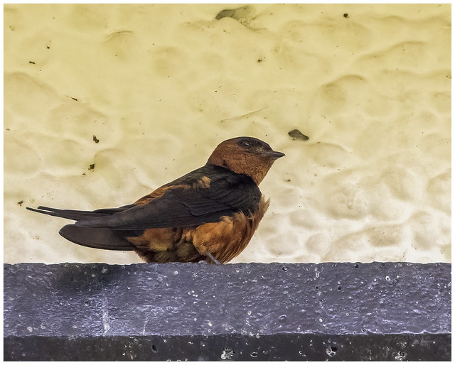 Rufous-bellied Swallow. Cecropis badia