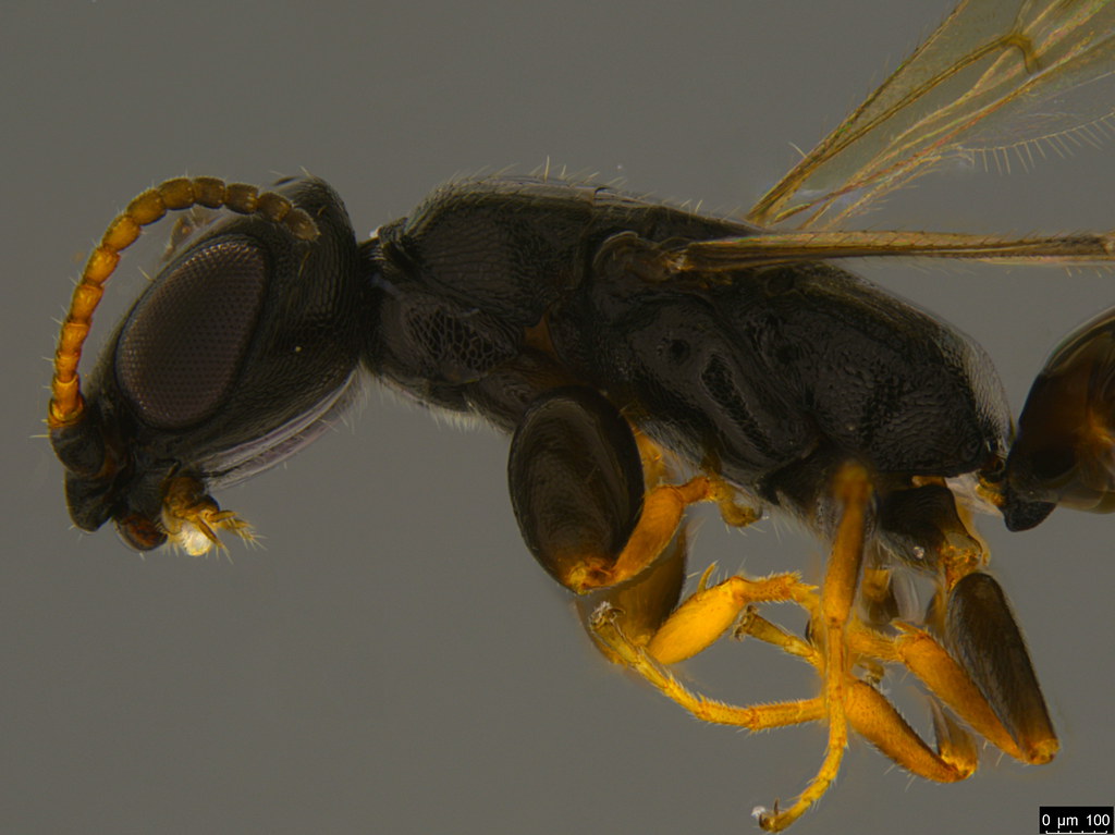 4b - Bethylidae sp.