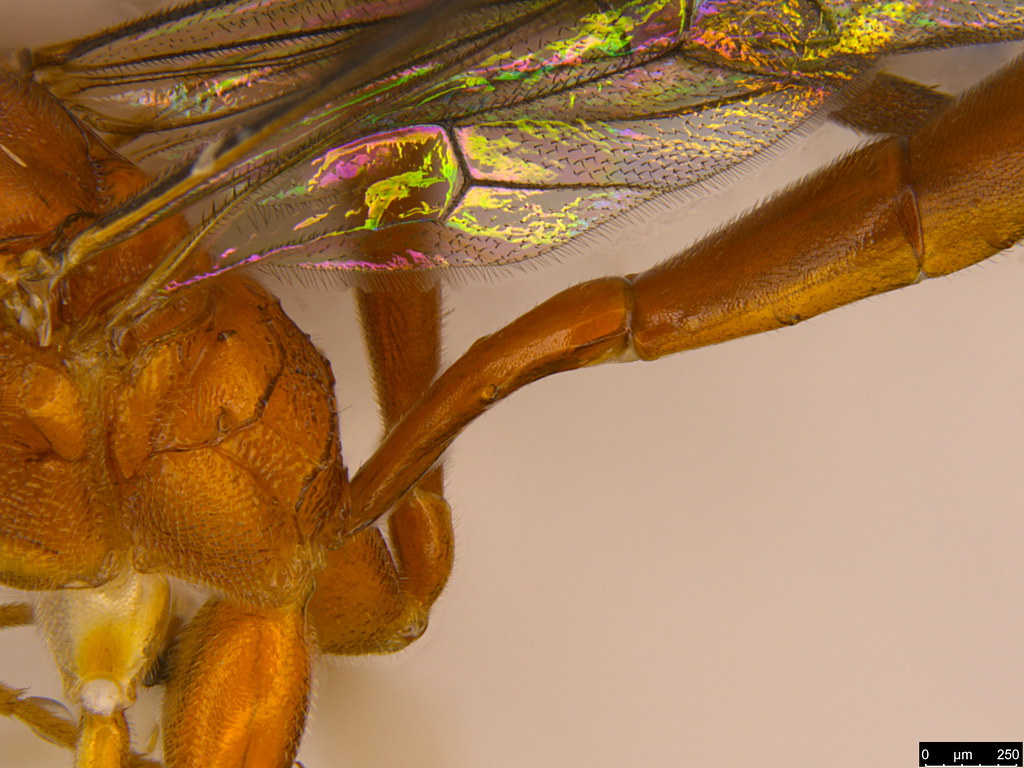14g - Ichneumonidae sp.