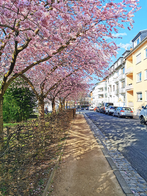 streets of Darmstadt