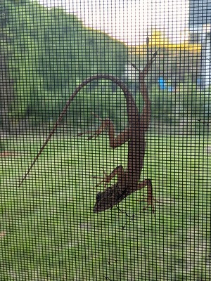 Lizard on a porch screen