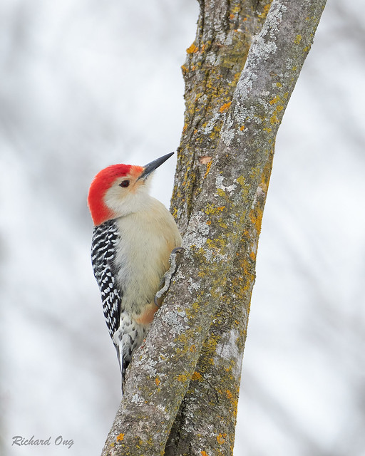 Pic à ventre roux - Red-bellied Woodpecker - Melanerpes carolinus
