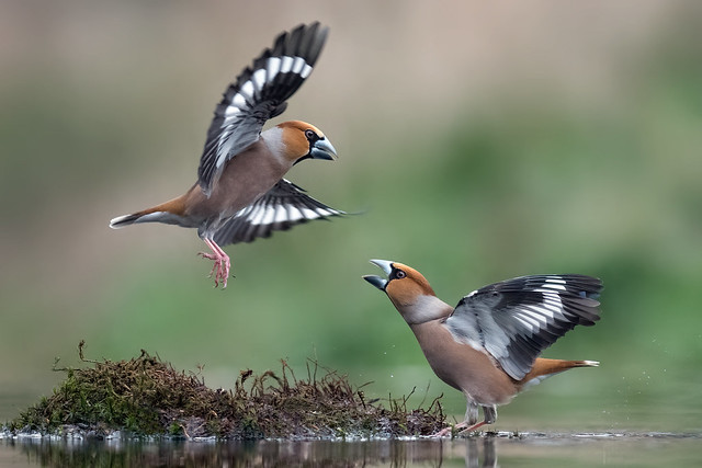 Appelvink / hawfinch / Coccothraustes coccothraustes