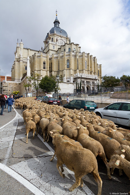 Sheep and Catedral de La Almudena