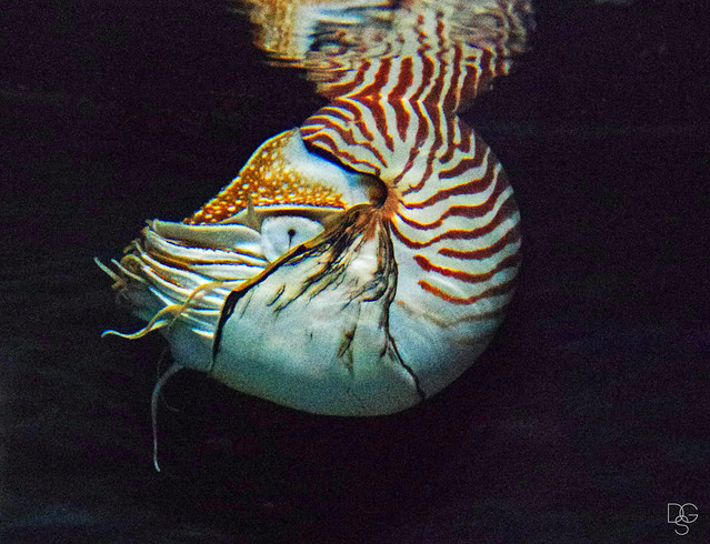 Nighttime Nautilus