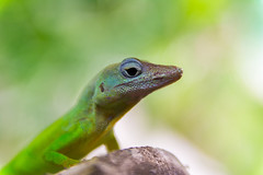 Anolis,Marmoratus,Speciosus,Lizard,In,Basse-terre,,Guadeloupe