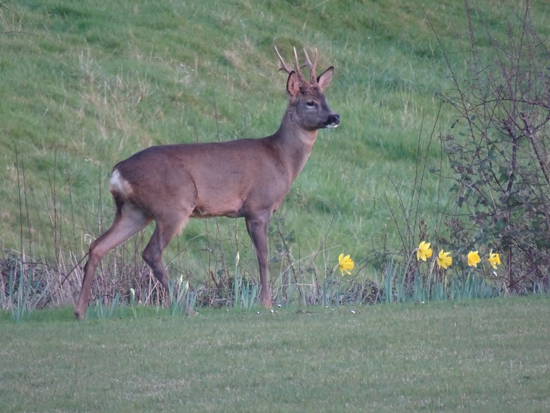 A photo of a deer, in profile, facing to the right, with small antlers
