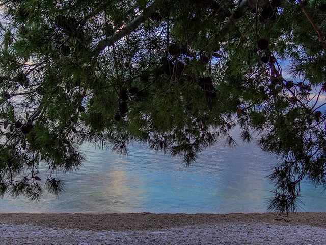 Pine tree in front of the Adriatic sea.