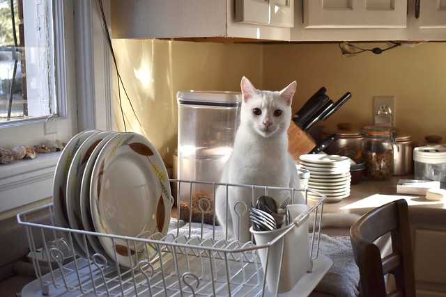 Guru between the dish drainer & the cat feeding station.