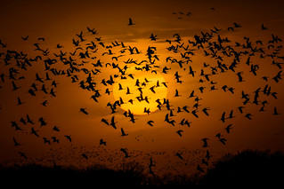 The sky filled with Sandhill Cranes coming back to the Platte River to roost for the night as the sun sets near Gibbon, Nebraska