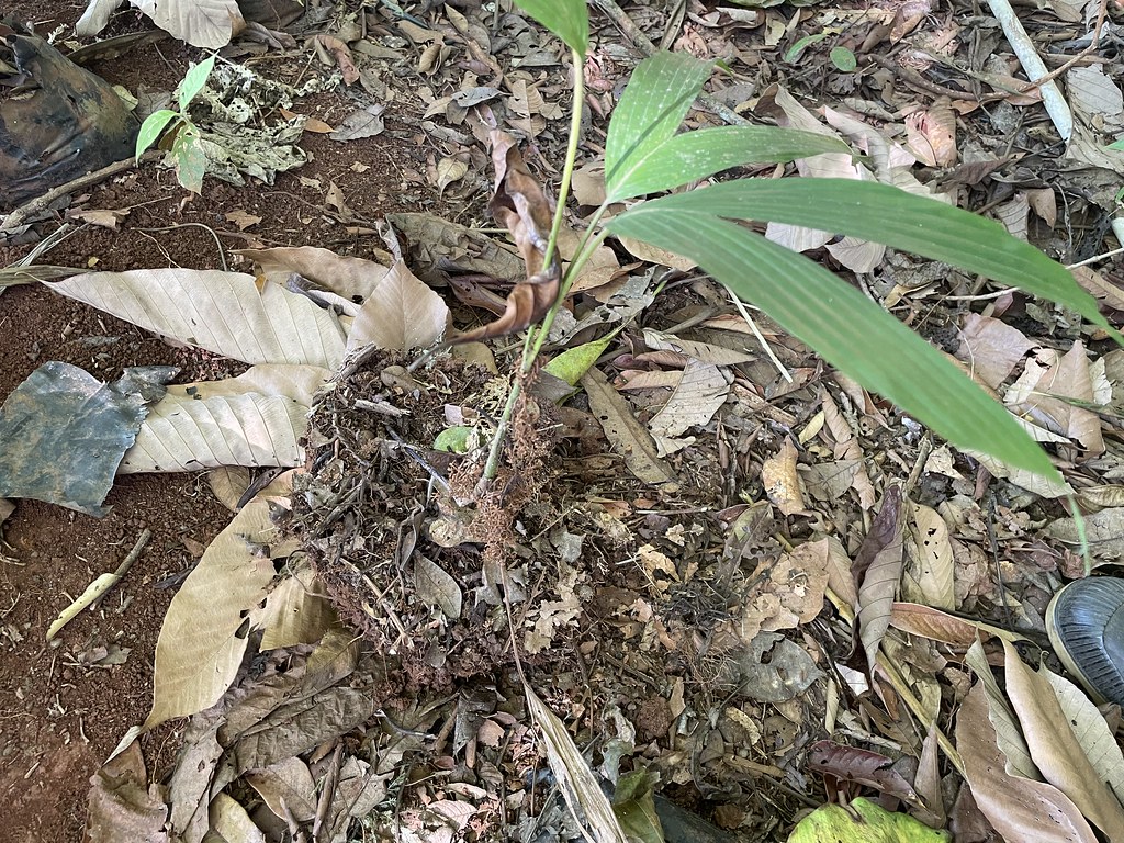 En Los Charcos de Osa. Socratea exorrhiza (Mart.) H. Wendl. "Maquenque - Palmito amargo"