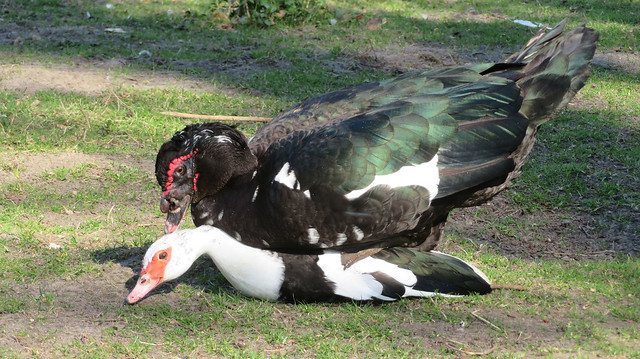 Spring. Muscovy duck