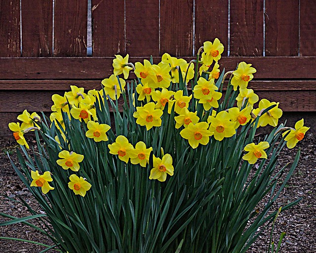 Yellow and orange daffodils 3 18 2022