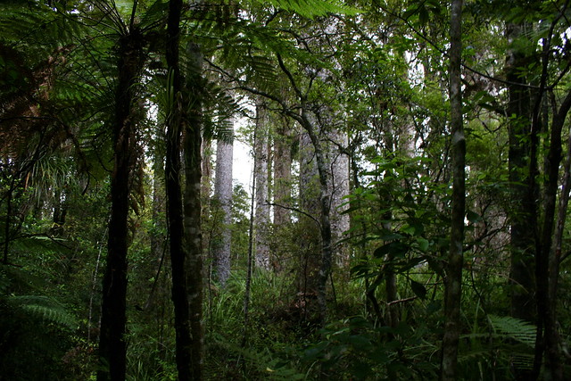 Kauri trees forest in New Zealand