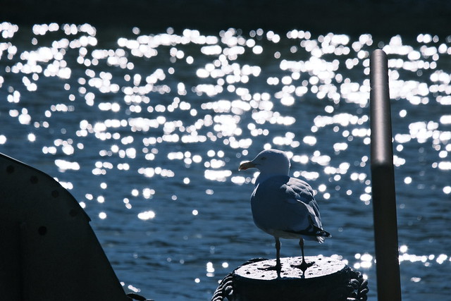 Seagull against the light in the port of Husum - Schleswig-Holstein - Germany - March 19, 2022