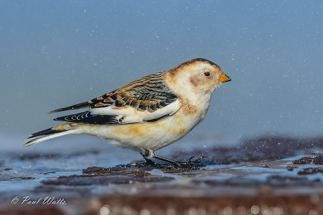 Snow Bunting (Plectrophenax nivalis)