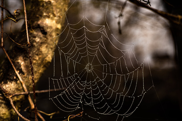 Spider Web on a Foggy Morning