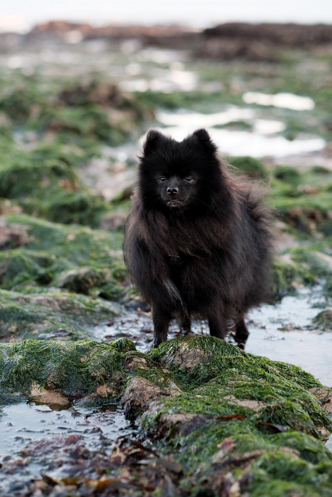 A Dog-Friendly Guide To The Kent Coast