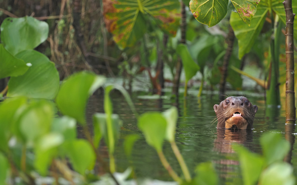 Giant Otter in Amazonian Blackwater Lagoon (Ecuador)