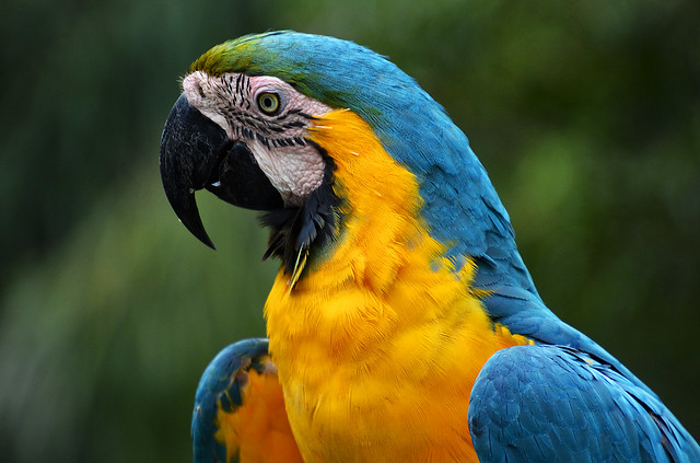 perroquet Bolivie_4462