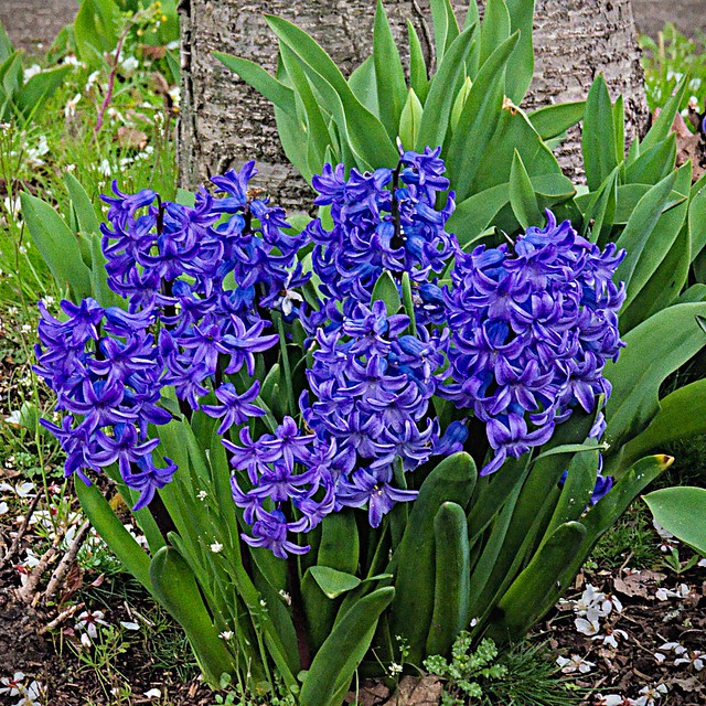Blue Hyacinth 3 18 2022