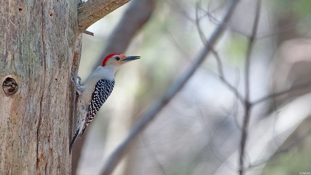 Red-bellied Woodpecker in the early, pale Spring sun
