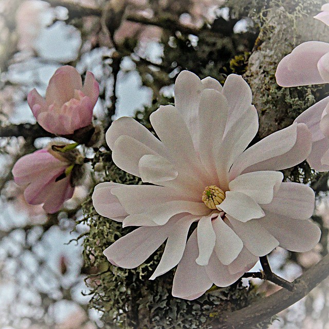 Star Magnolia blossom 3 18 2022