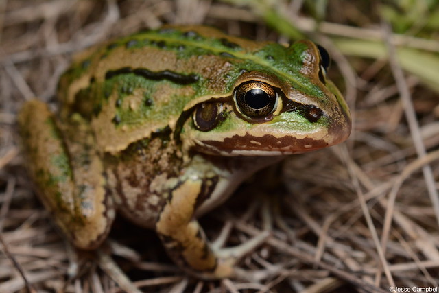 Green-striped Frog (Cyclorana alboguttata). Narrabri, NSW