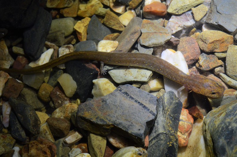 ouachita streamed salamander
