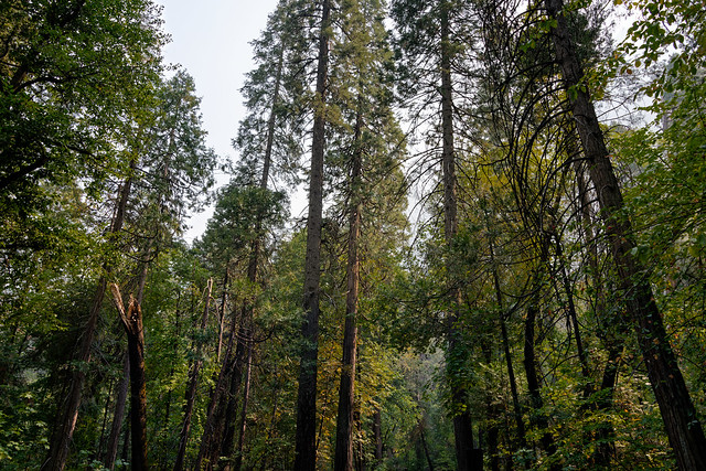 A Forest of Trees Near Ferm Spring (Yosemite National Park)