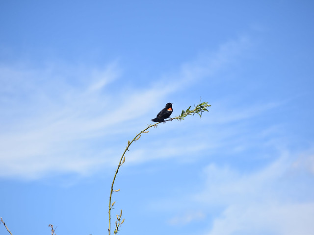 Red-winged Blackbird at Muir Lake Rec Area