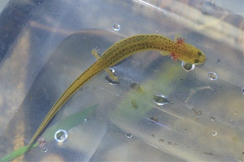 many-ribbed salamander larvae