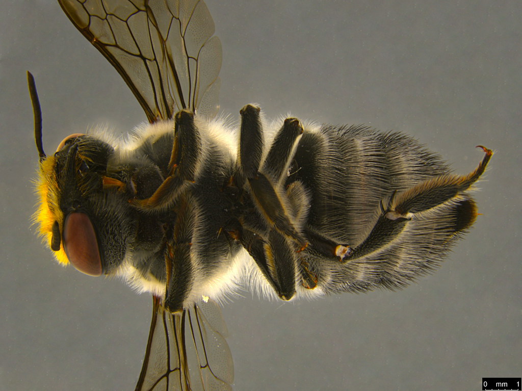 5d - Megachile (Eutricharaea) sp.