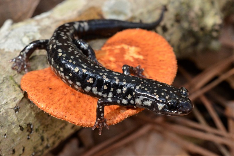 Louisiana slimy salamander