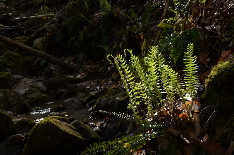 Backlit ferns in Louisiana slimy salamander habitat