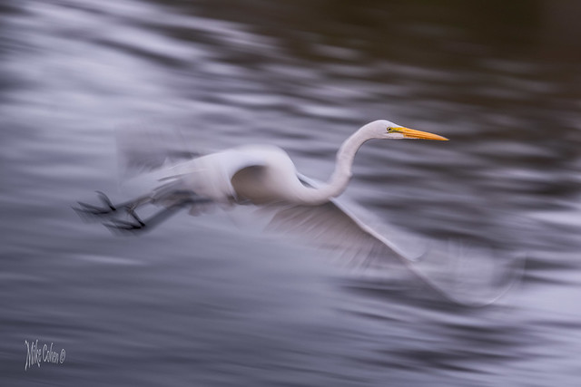 Blur of the Great Egret