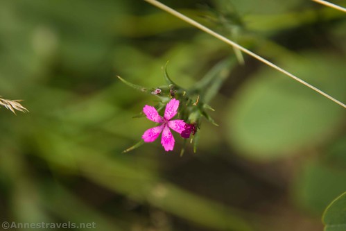 A Deptford Pink Wildflower at the 12 O'clock Knob Overlook near Rocky Knob, Blue Ridge Parkway, Virginia