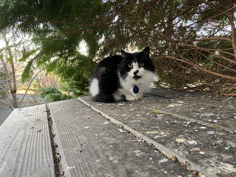 Felis silvestris (domestic cat) 'Mr Mittens' - Durham Garden -- Fri 18 Mar 2022 17-03-06 GMT