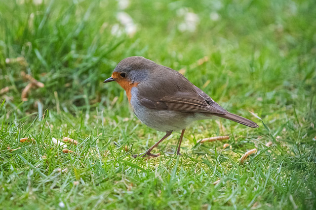 Rotkehlchen auf Futtersuche / Robin foraging for food