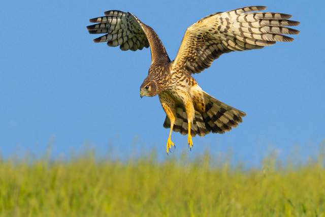 Northern Harrier down for prey (R52_4668)