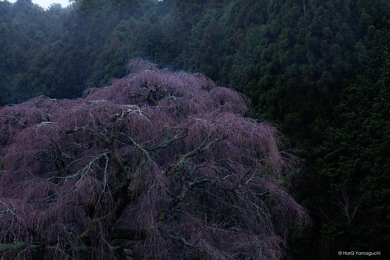 Old Cherry Buds Rainscape ( 古桜蕾雨景 )