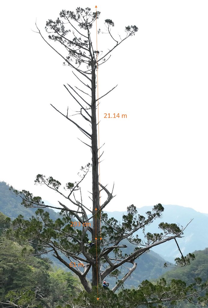 回台北用電腦進行台灣杉卡阿郎的樹高量測。圖片來源：徐嘉君提供