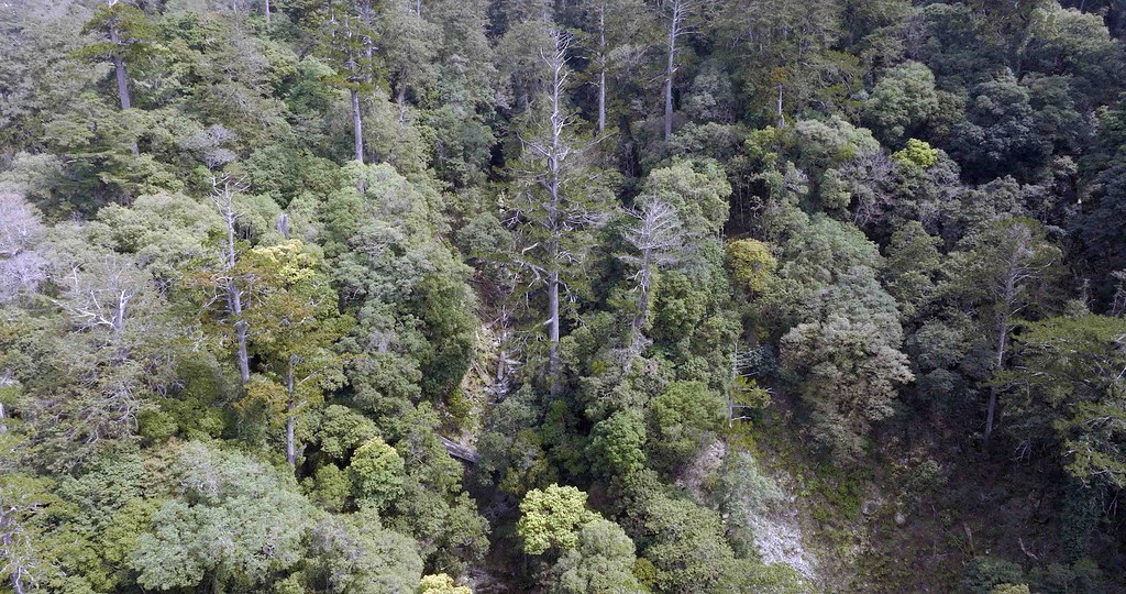 利用空拍機拍攝卡阿郎巨木的棲地。圖片來源：李香秀提供